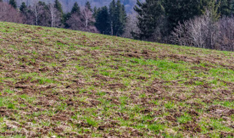 Ils vendent leurs vaches à cause des rats