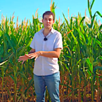 Désherbage du maïs, le binage dans différentes combinaisons agronomiques