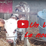 Comment détecter quand une vache est proche de vêler