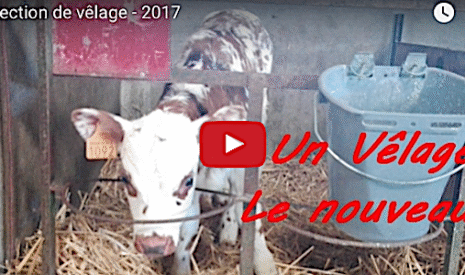 Comment détecter quand une vache est proche de vêler