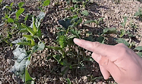 La datura, une plante toxique à éliminer des champs agricoles dès la fin d’année