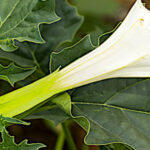 Qu’est que le datura ?