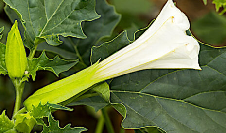 Qu&rsquo;est que le datura ?