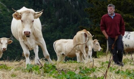 Les alpages dans le plus grand respect des vaches