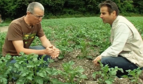 Pomme de terre, quatre vidéos pour mieux appréhender le désherbage