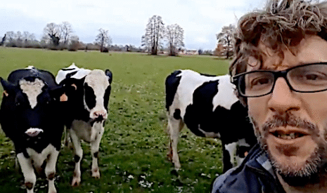 Le bonheur des vaches mesuré par leur degré de docilité