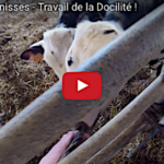 Le dressage des génisses, dialogue indispensable entre l’éleveur et son troupeau