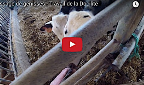 Le dressage des génisses, dialogue indispensable entre l’éleveur et son troupeau