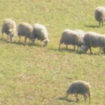Le loup fait des ravages jusque dans l’Aube