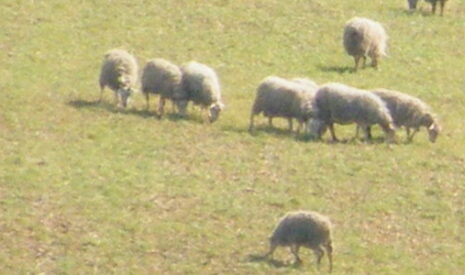 Le loup fait des ravages jusque dans l’Aube