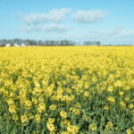 Stéphane le Foll sacrifie la filière colza mais aussi les abeilles