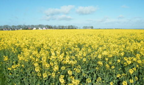 Stéphane le Foll sacrifie la filière colza mais aussi les abeilles