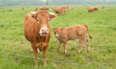 La journée sans viande, ou le jusqu’au-boutisme écolo