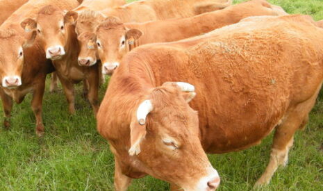 Les enjeux agricoles d’un accord entre l’Europe et les Etats-Unis