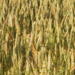Faut-il s’inquiéter de la conférence environnementale des 14 et 15 septembre ?