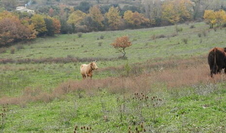 La plainte contre les cloches des vaches retirée