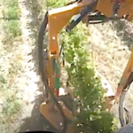 L’épamprage mécanique de la vigne