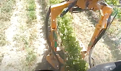L’épamprage mécanique de la vigne
