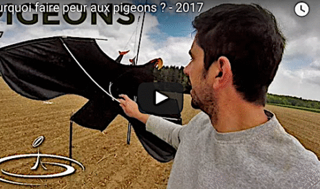 Un cerf-volant pour effaroucher les pigeons