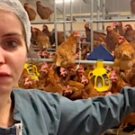 L’élevage de poules au quotidien