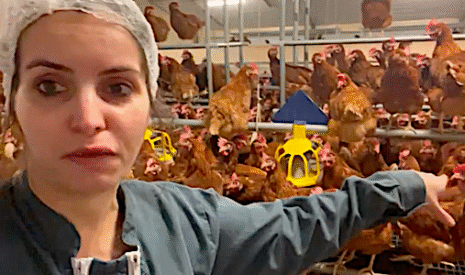 L’élevage de poules au quotidien