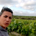 Tour des vignes de juin dans l’Hérault