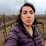 Enherbement des vignes, un semis raté