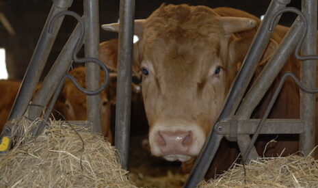 Viande bovine, un rebond attendu en 2015