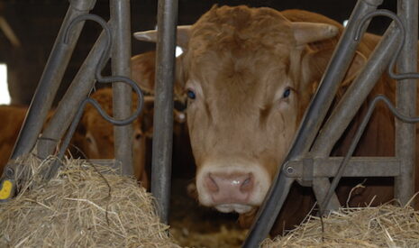Filière viande bovine – En se décapitalisant, le cheptel se restructure