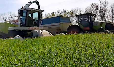 L’ensilage de seigle