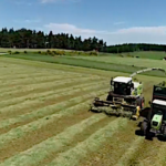 Pourquoi faire de l’ensilage d’herbe pour les brebis ?