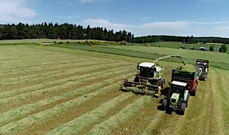 Pourquoi faire de l’ensilage d’herbe pour les brebis ?