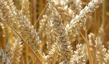 Premiers mois de campagne 2024-2025 : un marché équilibré avec des prix très faibles