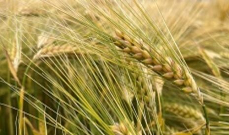 Les escourgeons CARROUSEL et CONSTEL « admis en observation commerciale et industrielle » par la filière malterie-brasserie
