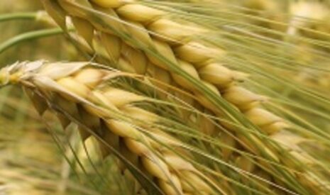 L’orge d’hiver à 6 rangs DEMENTIEL devient « variété préférée » par la filière orge-malt-bière