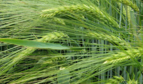 Un nouvel escourgeon brassicole « qualité A », Voyel