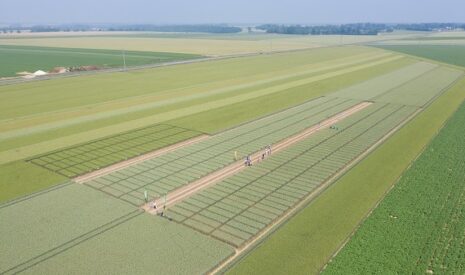 2 368 Mt : la production mondiale de céréales en 2025-2026 estimée par le CIC