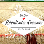 Blé dur, résultats d’essais 2019-2020 en plein champ sur différentes variétés