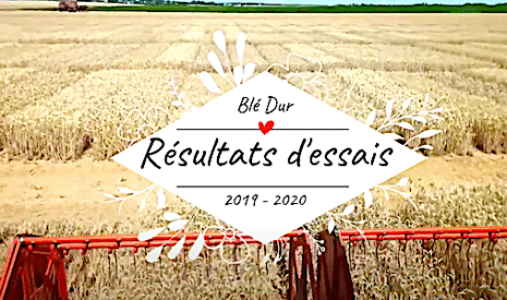 Blé dur, résultats d’essais 2019-2020 en plein champ sur différentes variétés