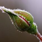La méthanisation n’est qu’en bourgeon