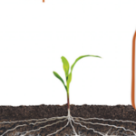 ExplOrer, nouveau biostimulant de la rhizosphère