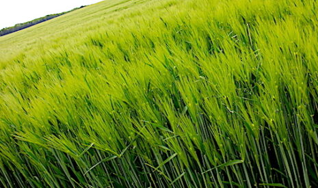 Export d’orge 2019-2020, six pays se partagent un marché de 27 millions de tonnes