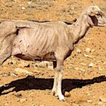 Le défi « faim zéro » dans le monde en grand danger