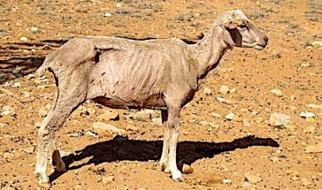 Le défi « faim zéro » dans le monde en grand danger