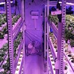 Salades et aromates cultivés au coeur des villes