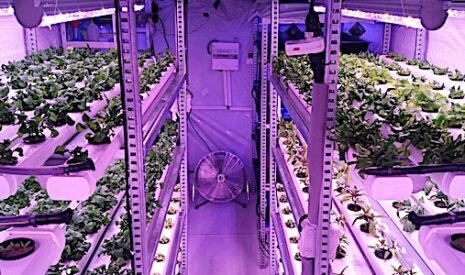 Salades et aromates cultivés au coeur des villes