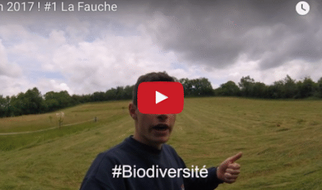 Fauche de l’herbe, les premiers foins de l’année