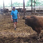 Polémique dans le Gers autour d’une « ferme des 800 veaux »