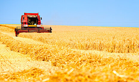 Revenu agricole, la ferme France ne crée plus de valeur ajoutée