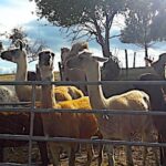 Une ferme dédiée aux camélidés